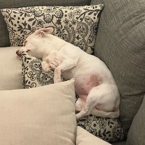 Meet your Posher, Wilson